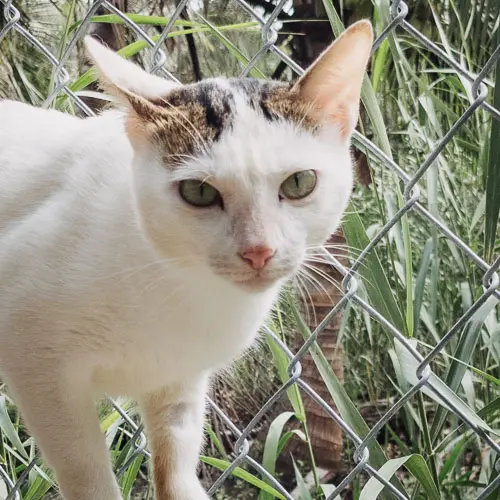 Rescue cat Mr. Pierre