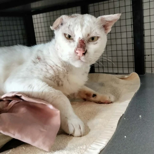 Rescue cat Big White