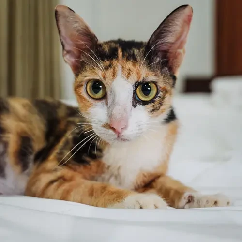 Rescue cat 390