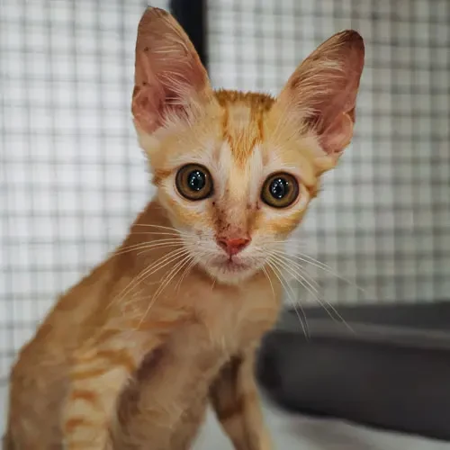 Rescue cat Nugget