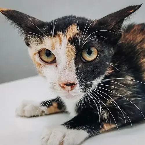 Rescue cat Cindy