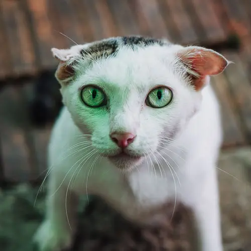 Rescue cat Mr. Creeper