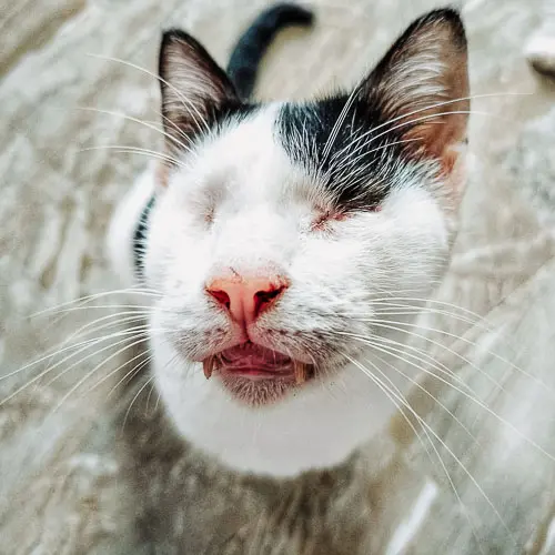Rescue cat Pongaloof Snaggletooth