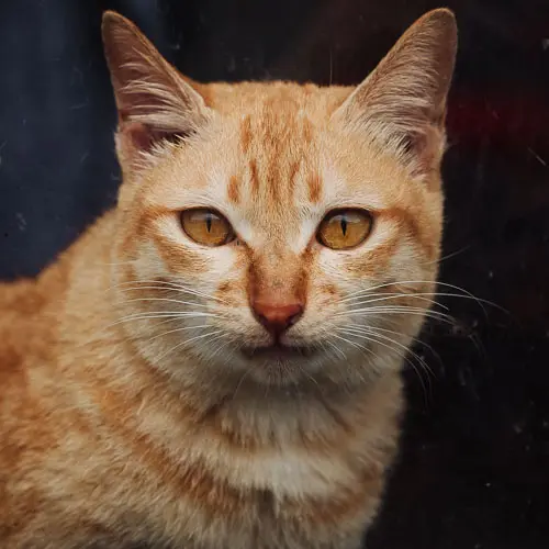 Rescue cat Forrest Gump