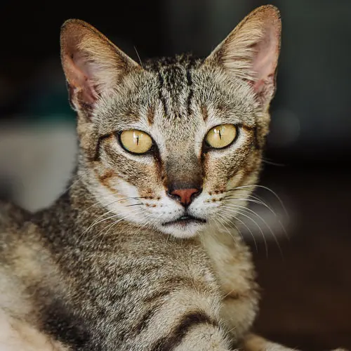 Rescue cat Kinky Bender