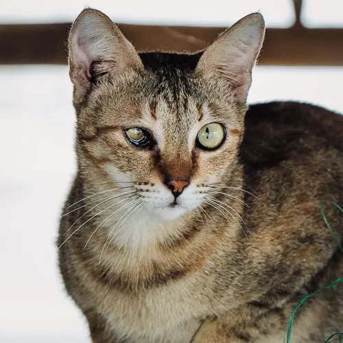 Rescue cat Princess Flower Popcorn