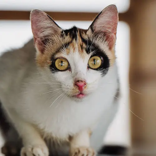 Rescue cat Shaky Bum