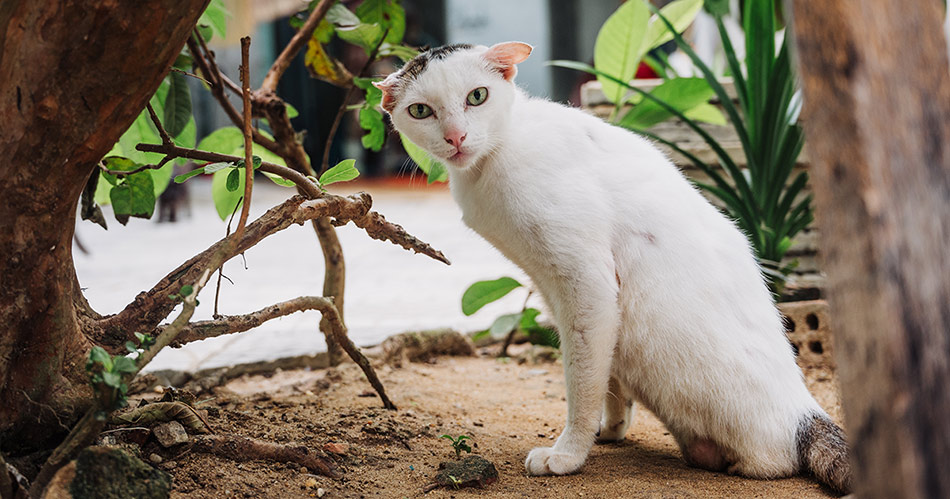 A white rescue cat looking surprised