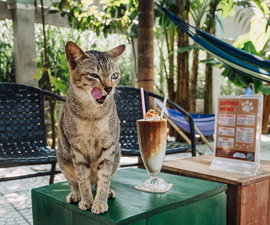 Rescue cat Bush also likes our vegan coconut coffee