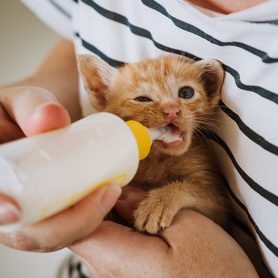 Bottle-feeding a rescue kitten